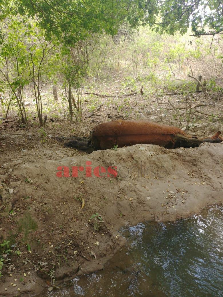 caballo