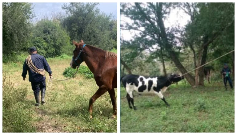 animales sueltos