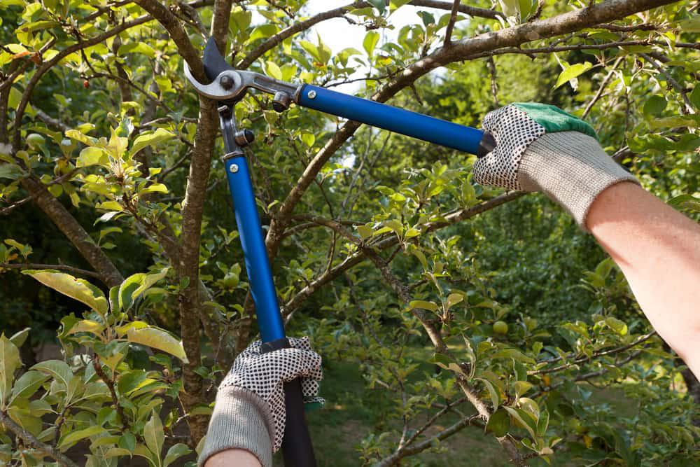 como-podar-arboles-frutales