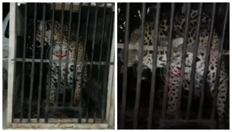 jaguareté orán (1)