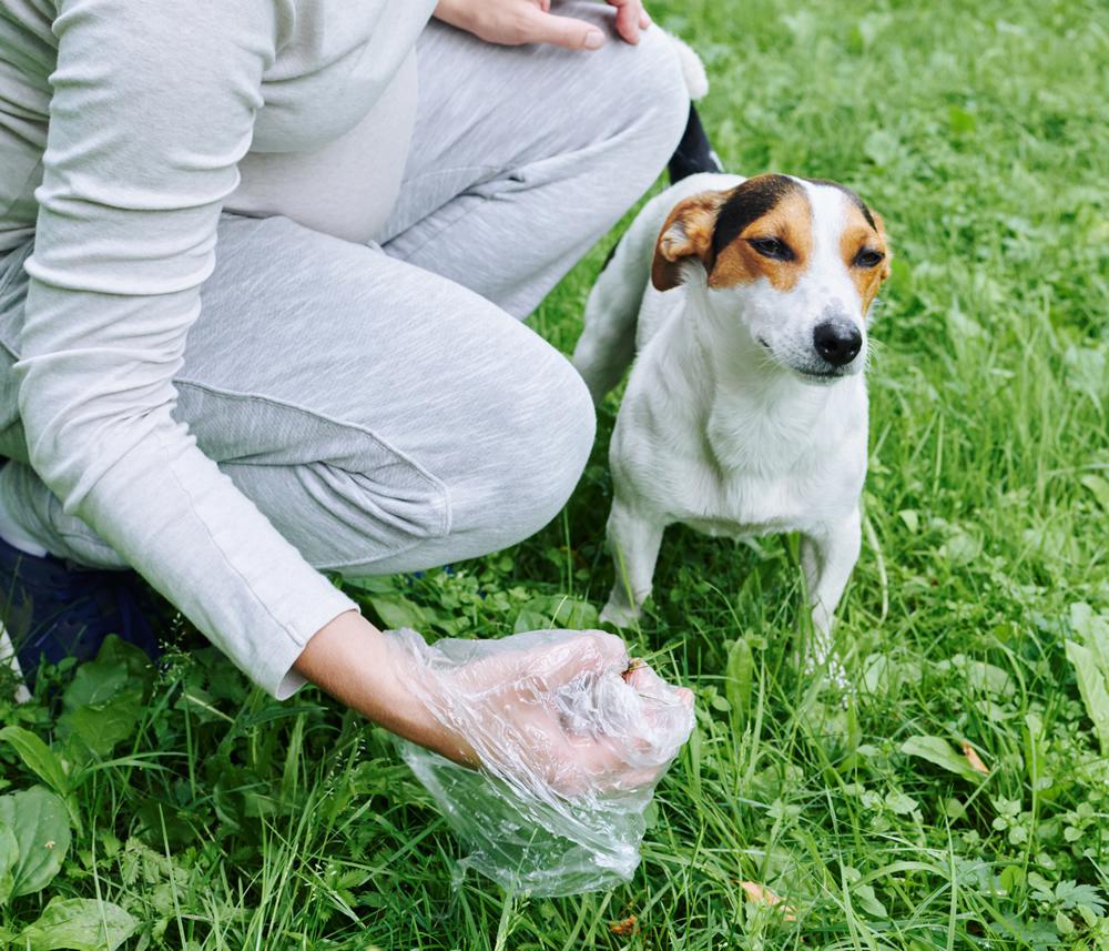 caca perro