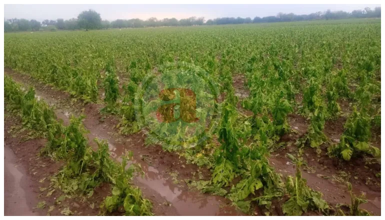 granizada en el sur de salta (1)