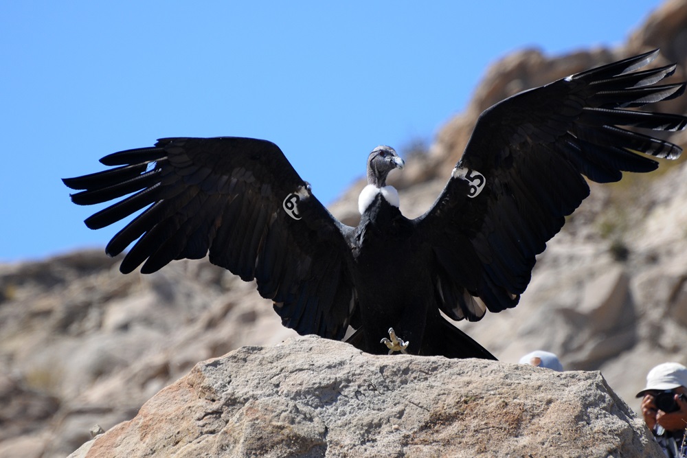 22-11-web-condor