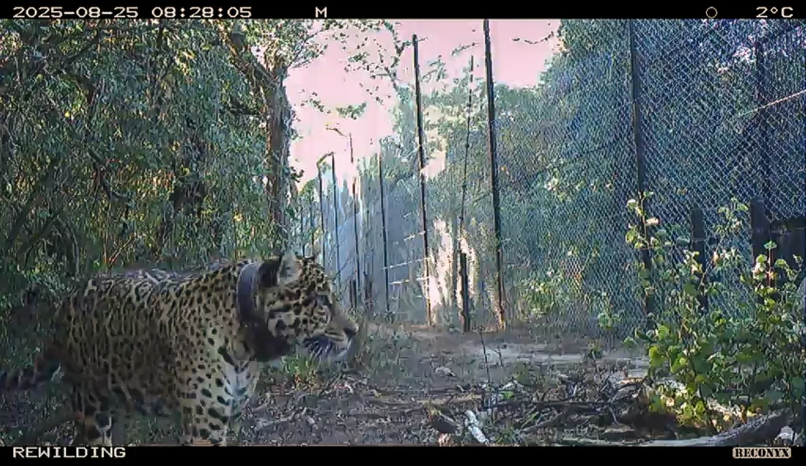 Acaí camaras trampa 2