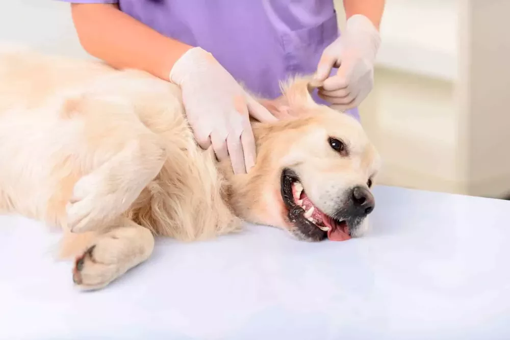 miperroyyo-castraciones2