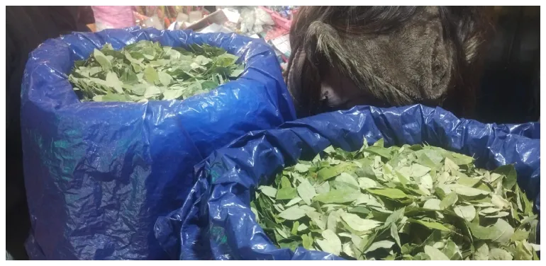 hojas de coca mercado san miguel 2025 (1)