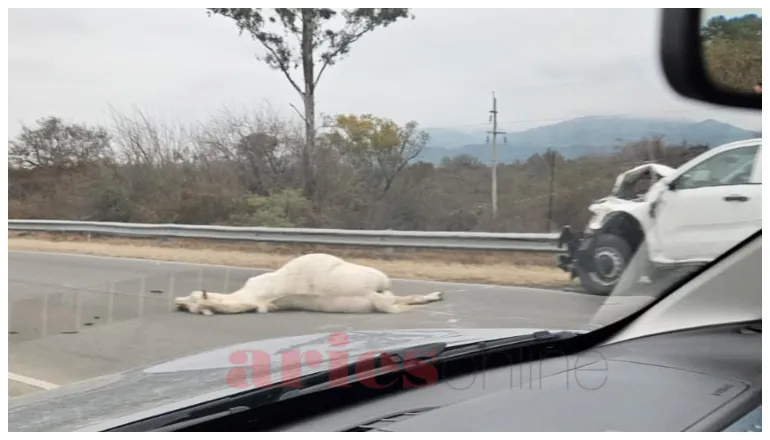 caballo suelto