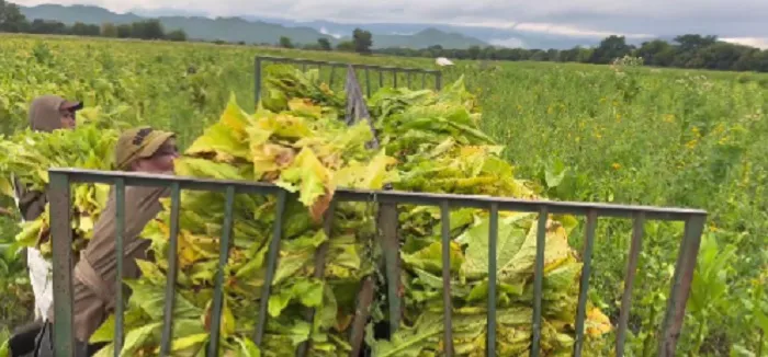 tabaco lluvias