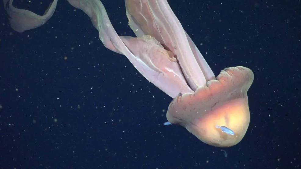 medusa-gigante-registrada-en-el-mar-argentino-por-cientificos-del-conicet-05022026-2181514