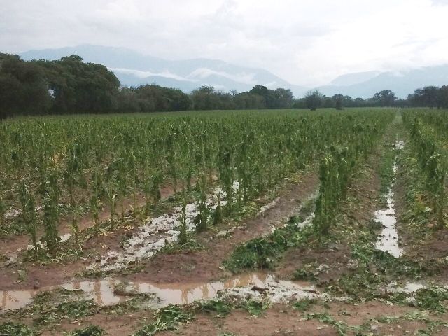 GRANIZO TABACO
