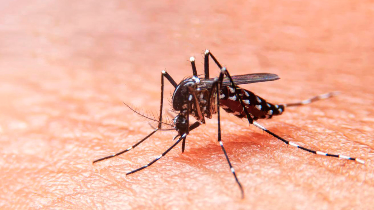 Dengue