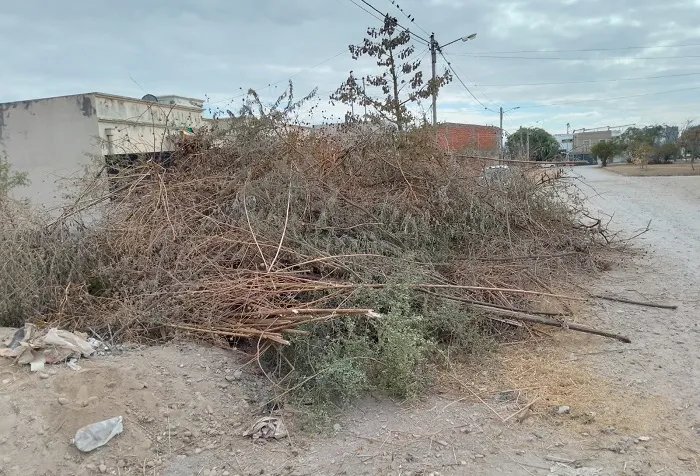 microbasural microbasural