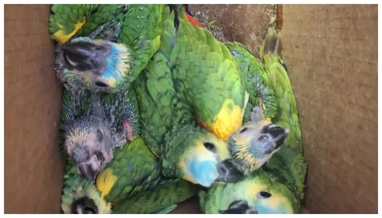 loros habladores