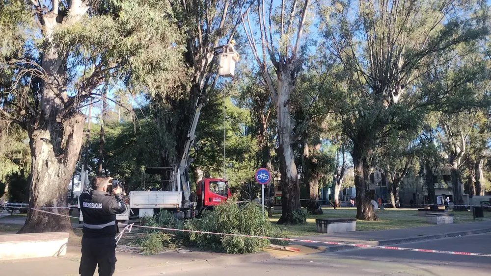 árbol lerma al 300
