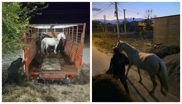 CABALLOS SUELTOS