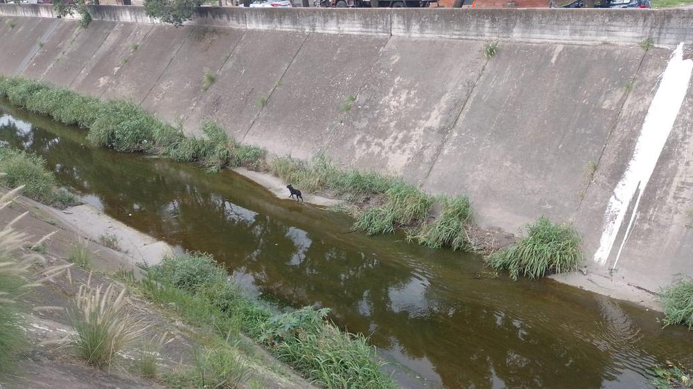 rescate perro canal yrigoyen
