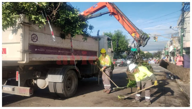 cayó árbol en av san martín