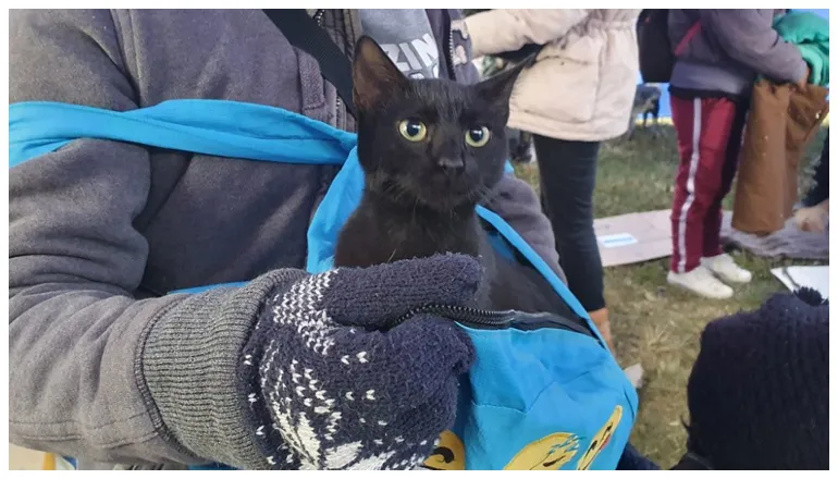 móvil de castración