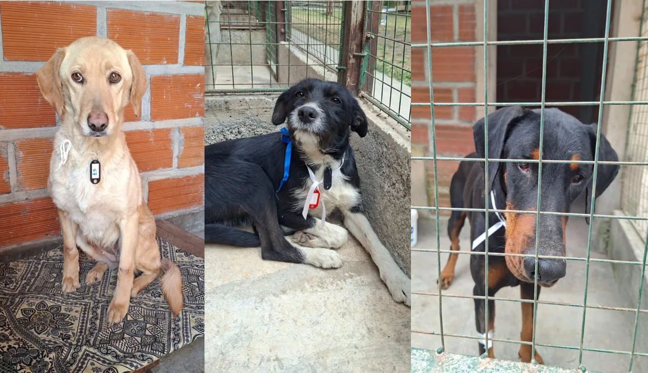 PERROS EXTRAVIADOS