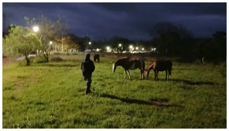 CABALLOS SUELTOS (1)