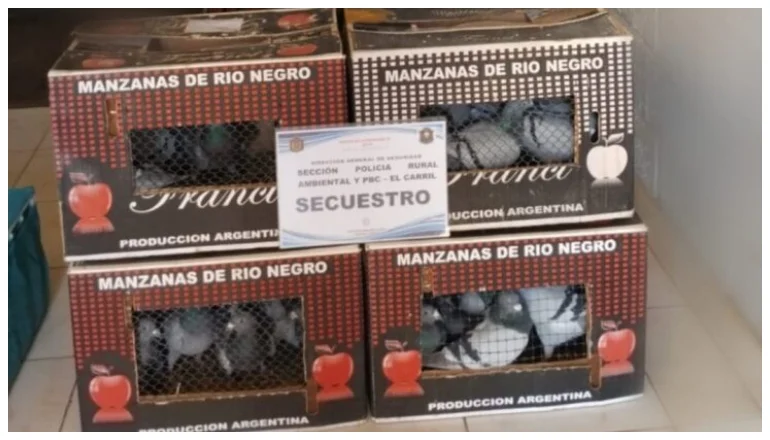 PALOMAS MENSAJERAS