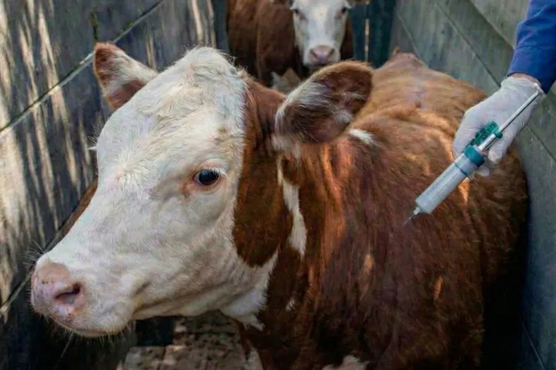 fiebre-aftosa-vacunacion