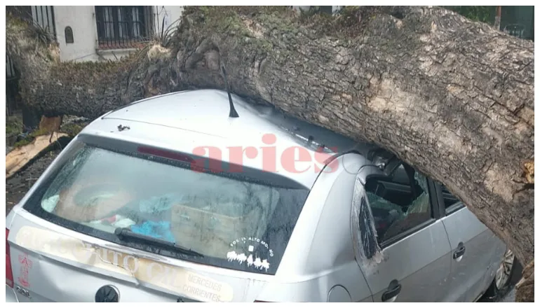 auto aplastado por árbol (1)