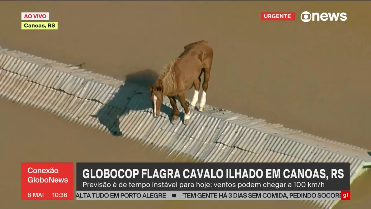 caballo varado en un techo