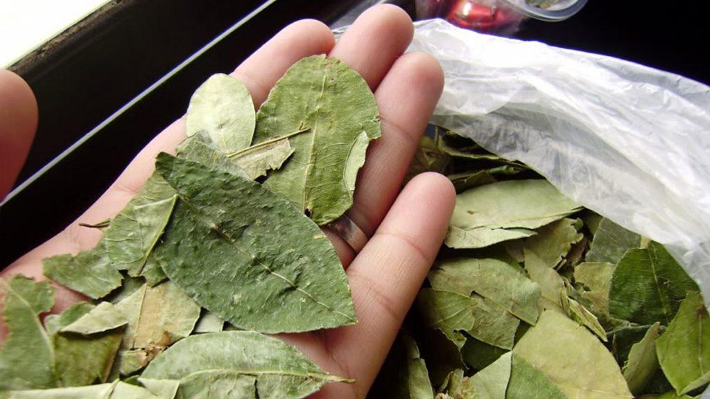 hoja de coca