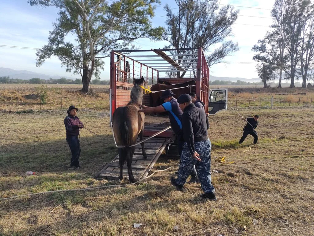 CABALLOS SUELTOS