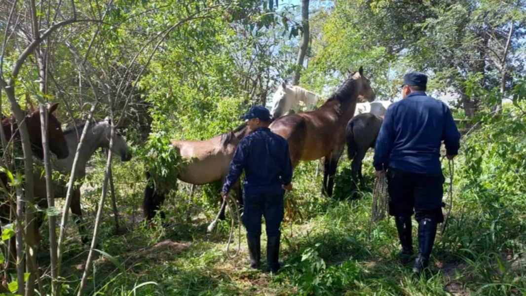 11426-la-policia-incauto-mas-de-400-animales-sueltos-en-lo-que-va-del-anio