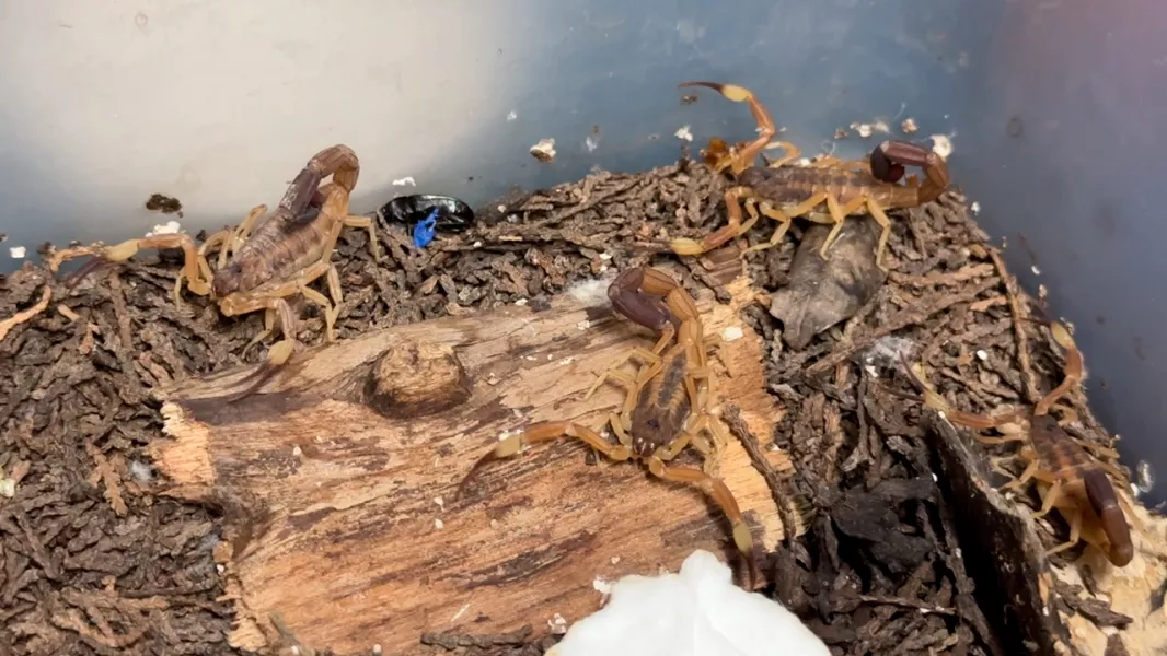 21015-salta-envio-al-instituto-malbran-75-alacranes-para-la-elaboracion-de-antidoto